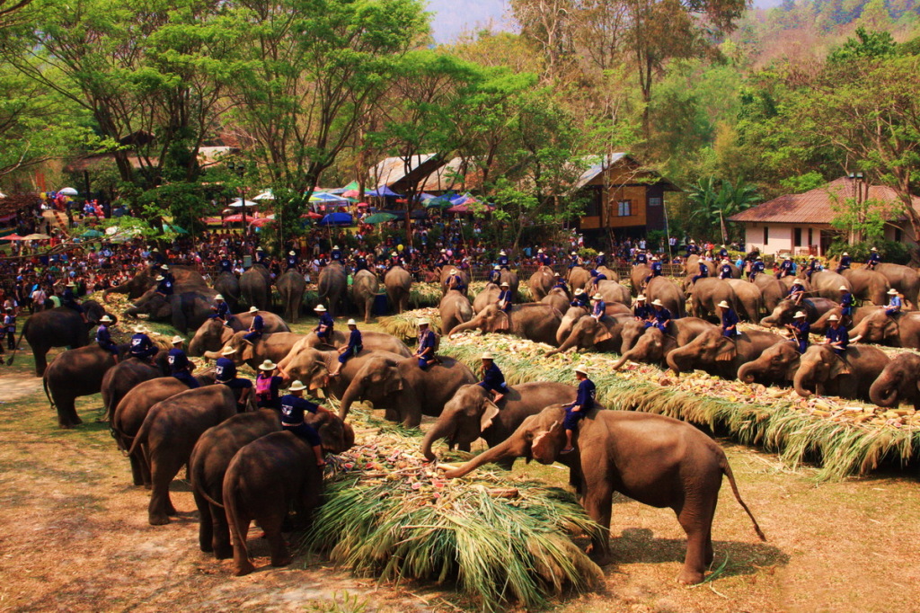 elephant feast