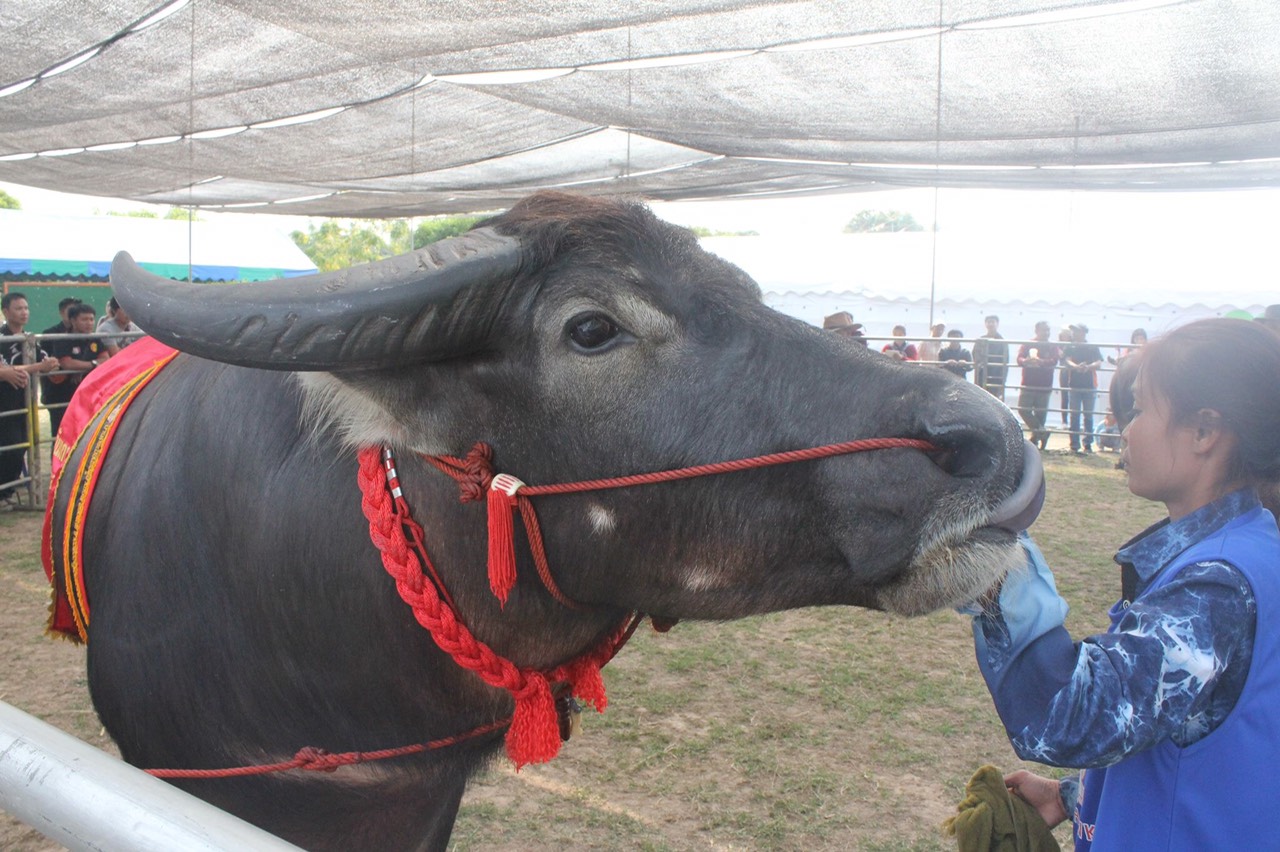 5 Million Baht Buffalo Wins Lanna Buffalo Competition at Maejo NAF