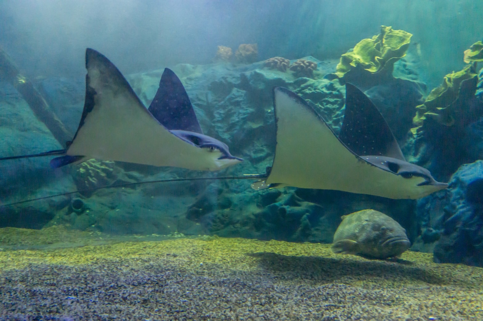 Zoo Aquarium unable to feed fish, CM Zoo steps in Chiang Mai Citylife